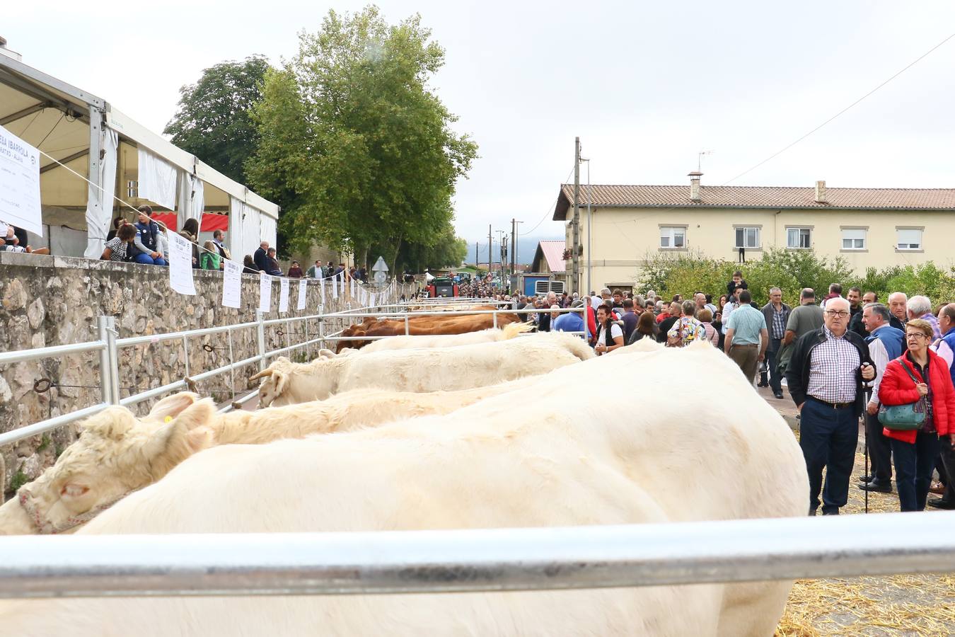 Feria de ganado de Salvatierra