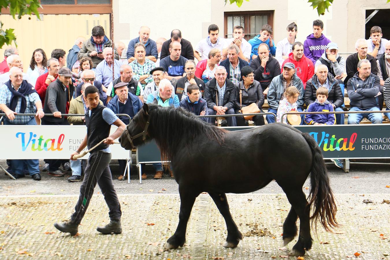 Feria de ganado de Salvatierra