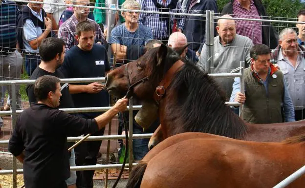 La feria ha reunido 120 cabezas de equino, la mayor concentración de ganado en un mercado del Territorio. 