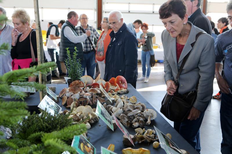 La Asociación Micológico Errotari organiza este fin de semana exposiciones, degustaciones y cursillos de clasificación en la localidad