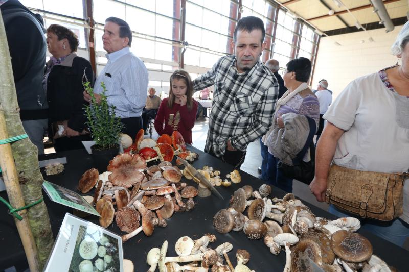 La Asociación Micológico Errotari organiza este fin de semana exposiciones, degustaciones y cursillos de clasificación en la localidad