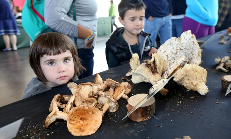 La Asociación Micológico Errotari organiza este fin de semana exposiciones, degustaciones y cursillos de clasificación en la localidad