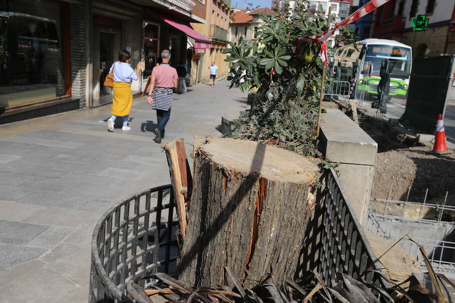 Los cipreses estaban en la Avenida Basagoiti, donde también han desaparecido los arcos de las jardineras. Estaban afectados por un hongo