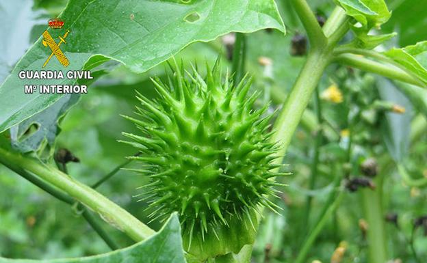 Una de las plantas de estramonio incautadas.