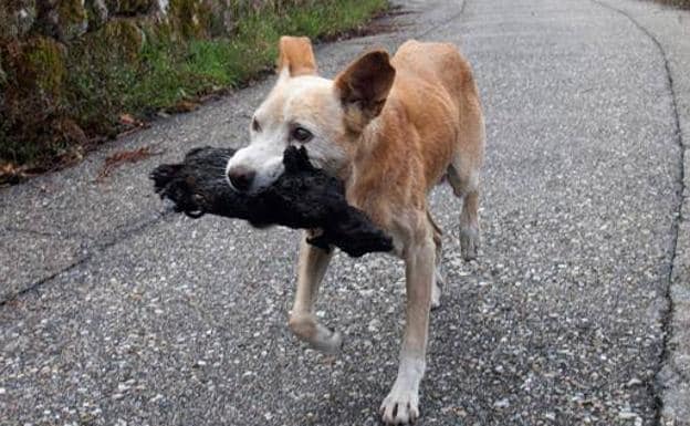 La perra se salvó del fuego en Pontevedra, pero no su cachorro.