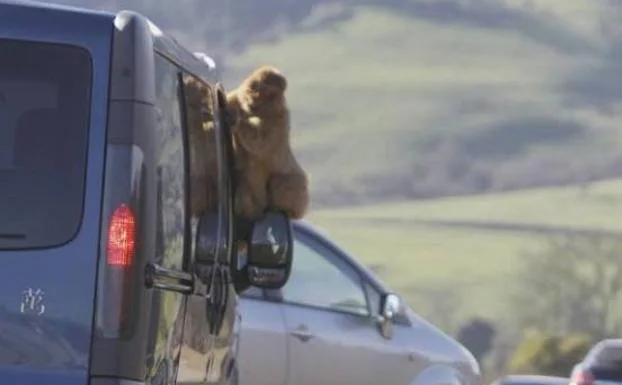Un ejemplar de macaco de Gibraltar sobre un coche.