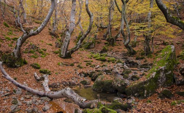 Imagen otoñal del Faedo de Ciñera, un bosque bien preservado con riachuelos y rocas.