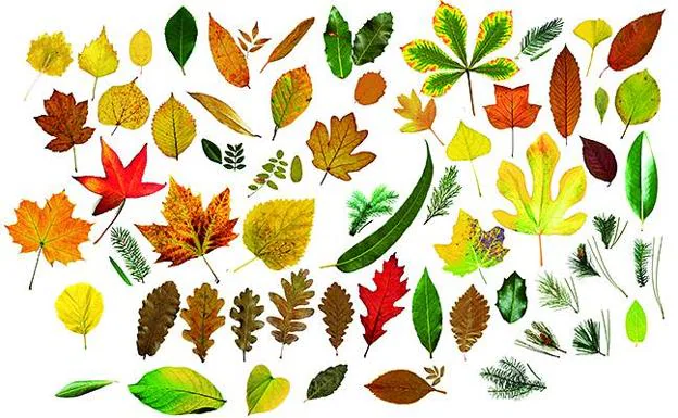 Cuántas hojas de árboles eres capaz de identificar? | El Correo