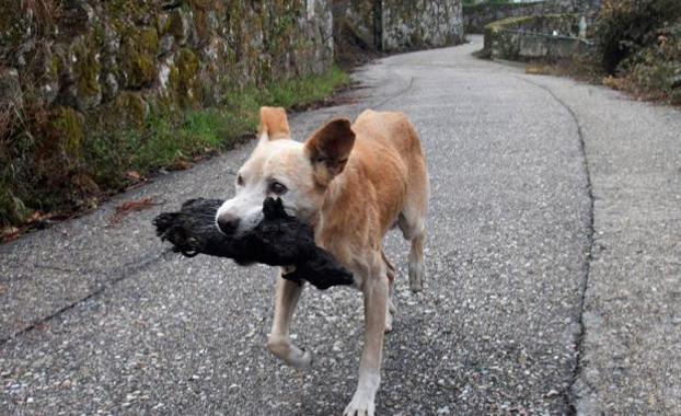 La verdadera historia de la perra de Galicia y su cachorro carbonizado