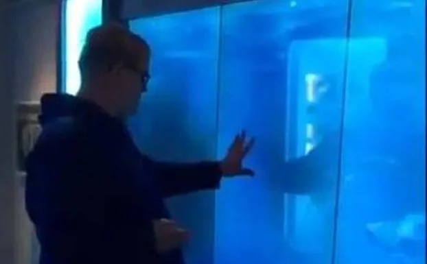 El 'ataque' de un tiburón en un acuario que se ha hecho viral
