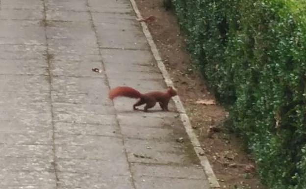 No es normal ver ardillas autóctonas caminando por Vitoria. 