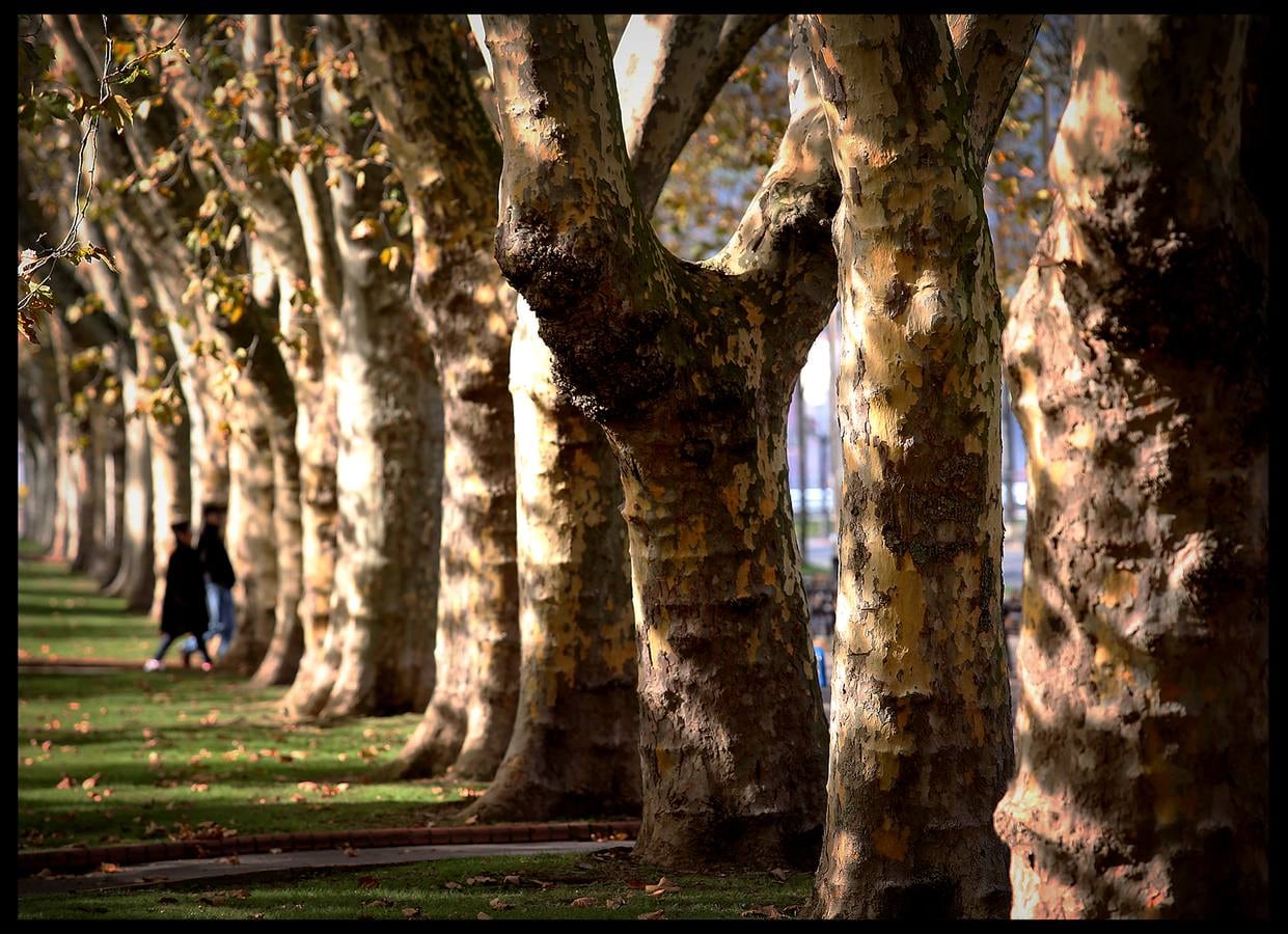 El parque bilbaíno ya ha recibido al otoño con unos paisajes propios de la época.