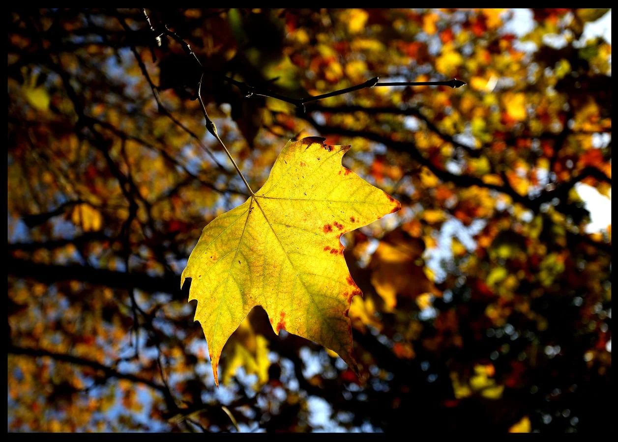 El parque bilbaíno ya ha recibido al otoño con unos paisajes propios de la época.