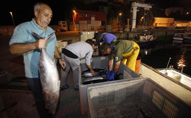 Descarga de bonito en el puerto de Bermeo. 