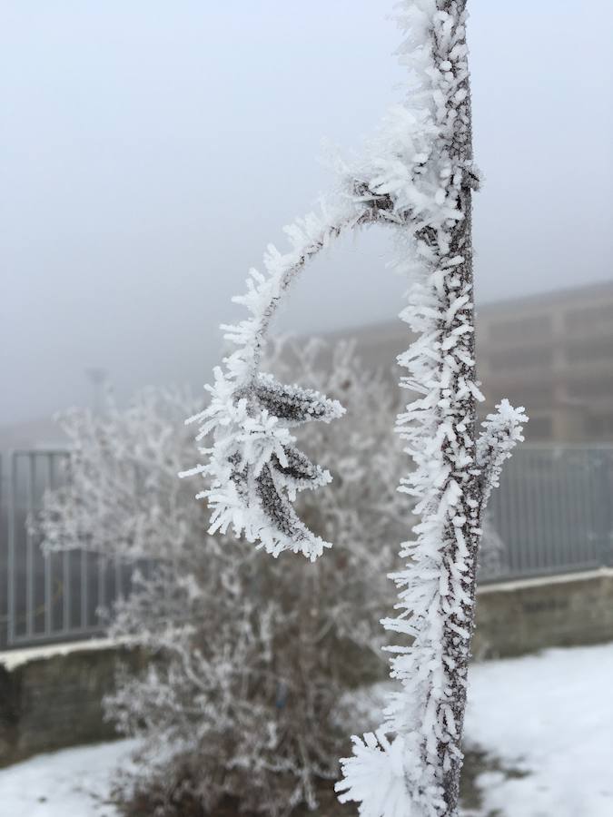 LAs bajas temperaturas han provocado que la niebla se congelara sobre las plantas, dejando estámpas preciosas