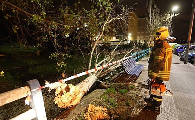 Árbol arrancado de cuajo por efecto del temporal en la calle Langileria de Leioa.