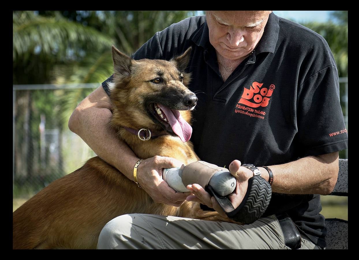 Cuando Cola era solo un cachorro, un vecino de las afueras de Bangkok (Tailandia) le amputó brutalmente las patas delanteras, a golpes de espada, porque el animal había mordisqueado sus zapatos. Gill Daley, que sufrió la amputación de las piernas como consecuencia de una infección, y su esposo John (a quien vemos en las fotografías), descubrieron por casualidad la historia de Cola, decidieron adoptar al animal en su refugio en Phuket y le adaptaron unas prótesis basadas en las palas que utilizan algunos deportistas paralímpicos. Hoy, Cola es el primer perro del mundo en usar este tipo de prótesis, pero Gill no ha podido verlo. Falleció en febrero