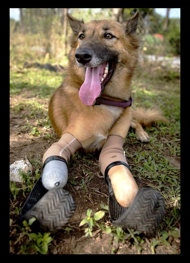 Cuando Cola era solo un cachorro, un vecino de las afueras de Bangkok (Tailandia) le amputó brutalmente las patas delanteras, a golpes de espada, porque el animal había mordisqueado sus zapatos. Gill Daley, que sufrió la amputación de las piernas como consecuencia de una infección, y su esposo John (a quien vemos en las fotografías), descubrieron por casualidad la historia de Cola, decidieron adoptar al animal en su refugio en Phuket y le adaptaron unas prótesis basadas en las palas que utilizan algunos deportistas paralímpicos. Hoy, Cola es el primer perro del mundo en usar este tipo de prótesis, pero Gill no ha podido verlo. Falleció en febrero