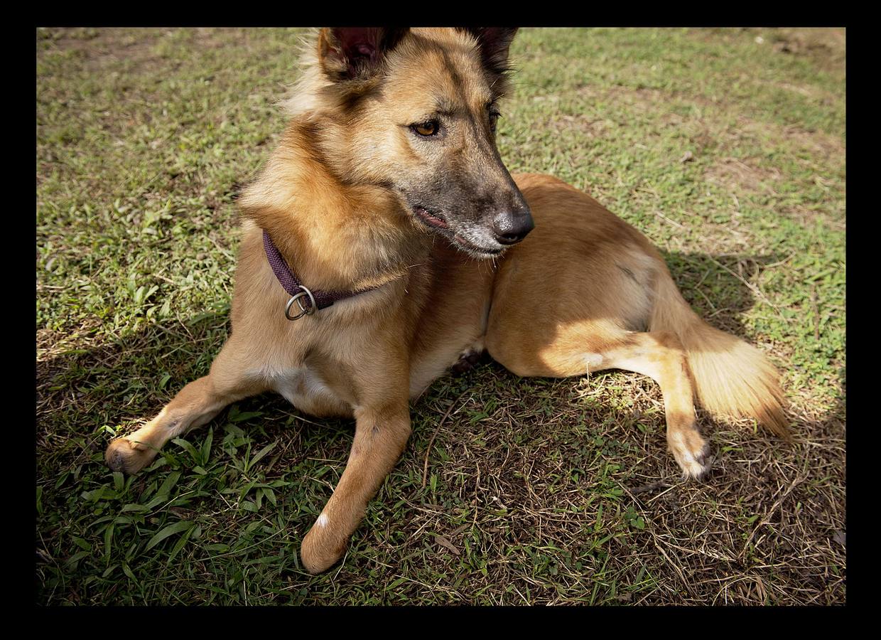 Cuando Cola era solo un cachorro, un vecino de las afueras de Bangkok (Tailandia) le amputó brutalmente las patas delanteras, a golpes de espada, porque el animal había mordisqueado sus zapatos. Gill Daley, que sufrió la amputación de las piernas como consecuencia de una infección, y su esposo John (a quien vemos en las fotografías), descubrieron por casualidad la historia de Cola, decidieron adoptar al animal en su refugio en Phuket y le adaptaron unas prótesis basadas en las palas que utilizan algunos deportistas paralímpicos. Hoy, Cola es el primer perro del mundo en usar este tipo de prótesis, pero Gill no ha podido verlo. Falleció en febrero