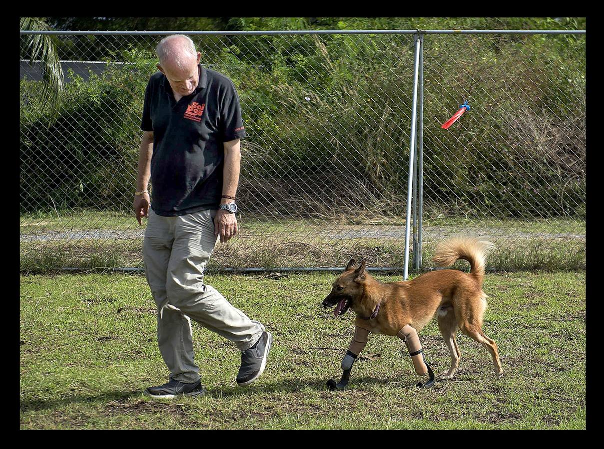 Cuando Cola era solo un cachorro, un vecino de las afueras de Bangkok (Tailandia) le amputó brutalmente las patas delanteras, a golpes de espada, porque el animal había mordisqueado sus zapatos. Gill Daley, que sufrió la amputación de las piernas como consecuencia de una infección, y su esposo John (a quien vemos en las fotografías), descubrieron por casualidad la historia de Cola, decidieron adoptar al animal en su refugio en Phuket y le adaptaron unas prótesis basadas en las palas que utilizan algunos deportistas paralímpicos. Hoy, Cola es el primer perro del mundo en usar este tipo de prótesis, pero Gill no ha podido verlo. Falleció en febrero