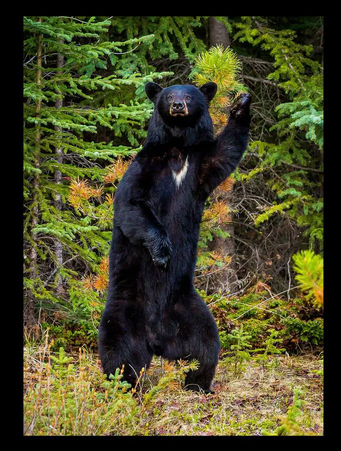 Los premios Comedy Wildlife Photography premian las instantáneas animales más graciosas. Este año han recibido más de 3.500 candidaturas de 86 países. Estas son algunas de las imágenes finalistas: espectacular vida animal, pero sobre todo divertida