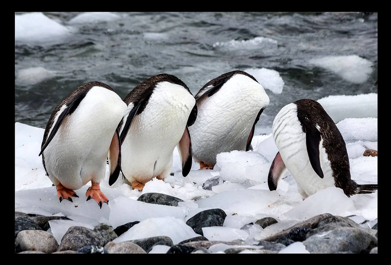 Los premios Comedy Wildlife Photography premian las instantáneas animales más graciosas. Este año han recibido más de 3.500 candidaturas de 86 países. Estas son algunas de las imágenes finalistas: espectacular vida animal, pero sobre todo divertida