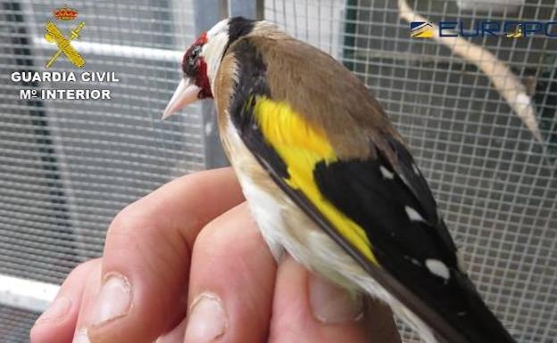 El tucán y el canario de Mozambique eran son dos de las aves más preciadas con las que traficaba