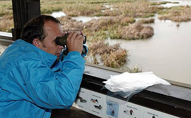 Un hombre contempla las aves en las balsas de Salburua. 