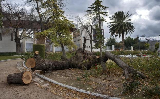 Árboles caídos en la Alameda de Capuchinos de Jaén, a consecuencia de la borrasca Bruno.