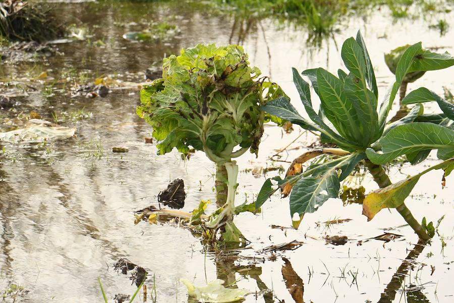 Una de las fincas de cereal anegada completamente en la vega de Arroiabe, muy lejos del cauce normal del Zadorra.