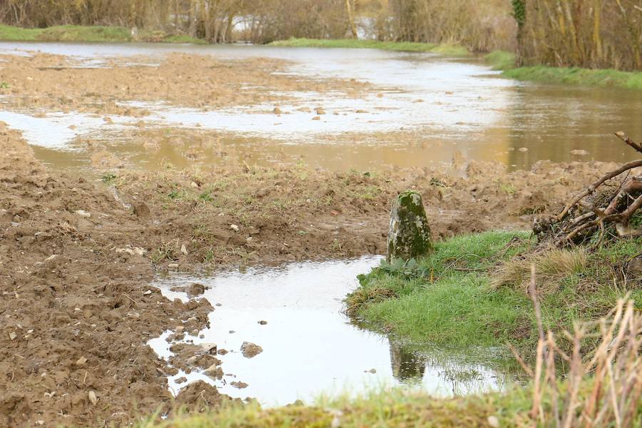 Una de las fincas de cereal anegada completamente en la vega de Arroiabe, muy lejos del cauce normal del Zadorra.