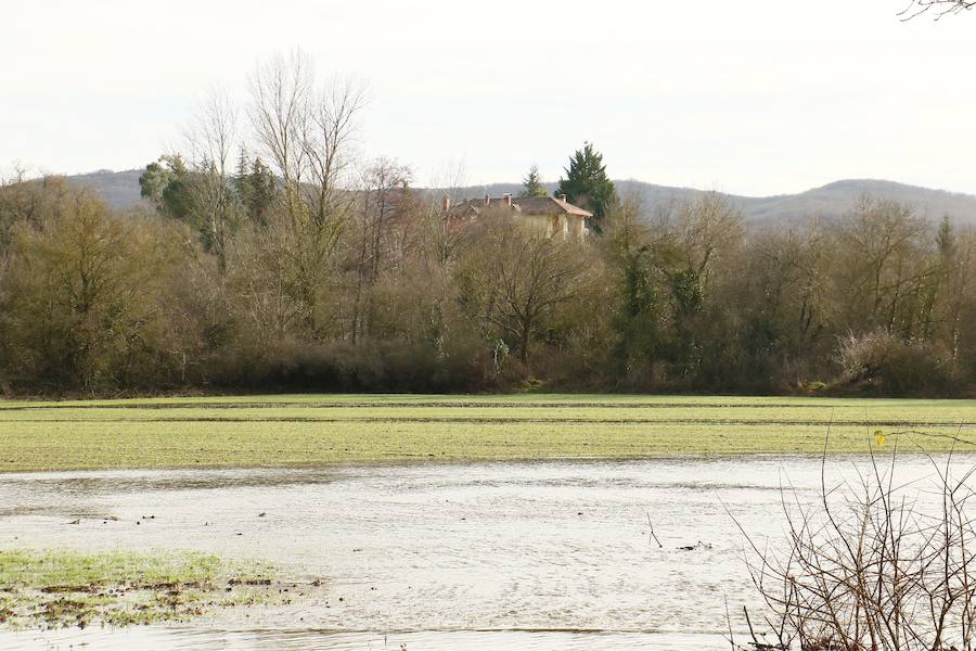 Una de las fincas de cereal anegada completamente en la vega de Arroiabe, muy lejos del cauce normal del Zadorra.