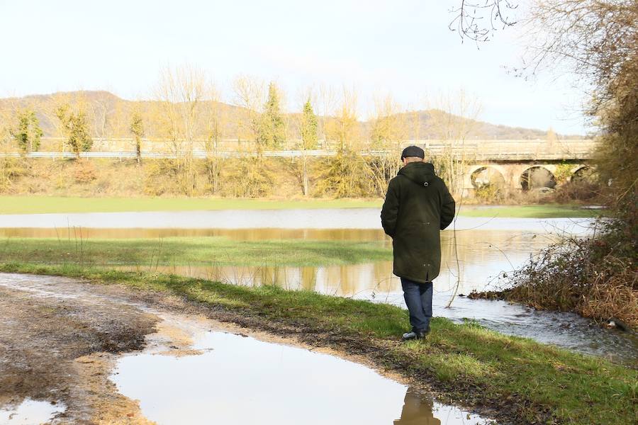 Una de las fincas de cereal anegada completamente en la vega de Arroiabe, muy lejos del cauce normal del Zadorra.