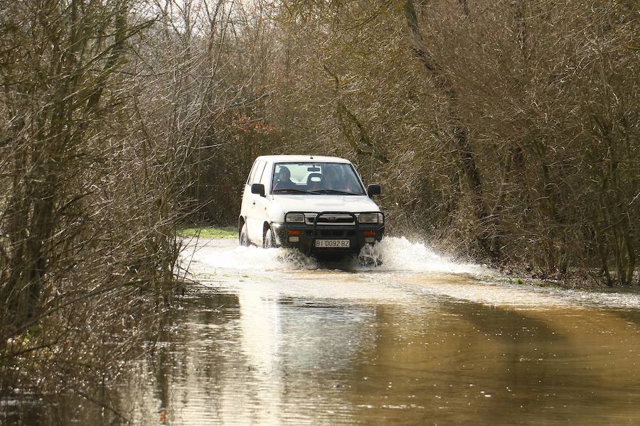 Una de las fincas de cereal anegada completamente en la vega de Arroiabe, muy lejos del cauce normal del Zadorra.