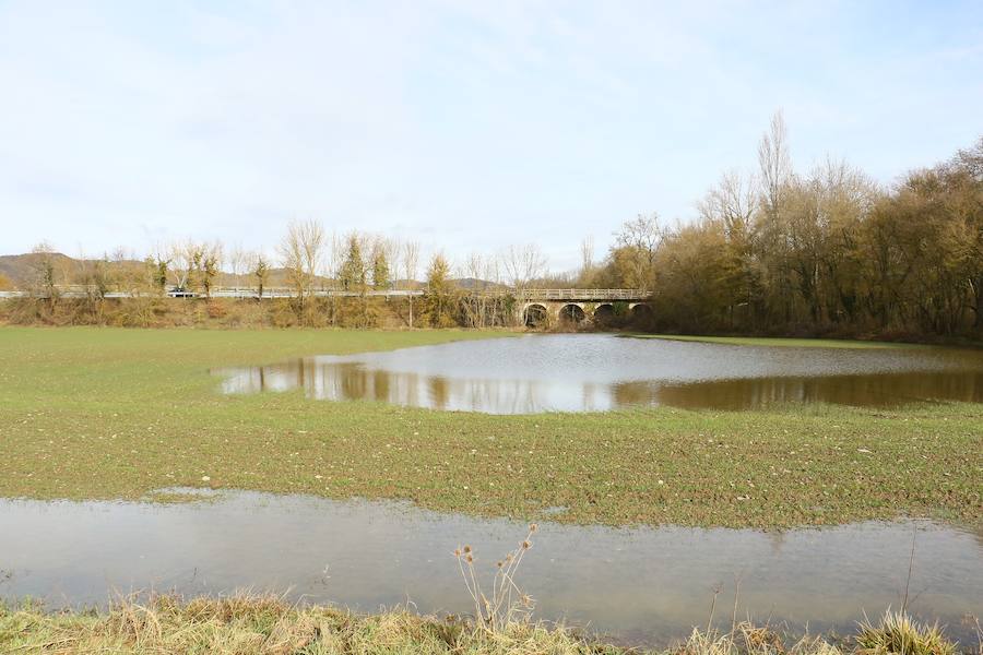 Una de las fincas de cereal anegada completamente en la vega de Arroiabe, muy lejos del cauce normal del Zadorra.