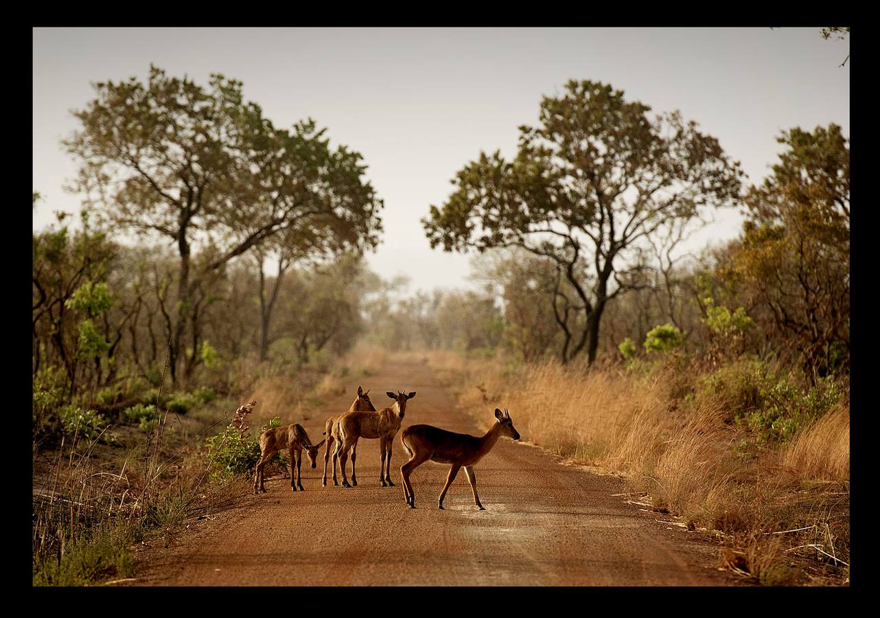 El parque nacional de Pendjari es uno de los ecosistemas más grandes e intactos de Africa. Está situado al noroeste de Benin, junto al río que le da nombre, y tiene una extensión de 2700 kilómetros cuadrados. Entre la gran riqueza de su fauna se encuentran las poblaciones de elefantes, leones, hipopótamos, búfalos y múltiples especies de aves. En los últimos tiempos el gobierno de Benin ha creado una brigada especial para asegurar y proteger la vida salvaje y prevenir la actividad de los cazadores furtivos. Una actuación que se desarrolla en el propio parque, orientada a su conservación y a promover el turismo.