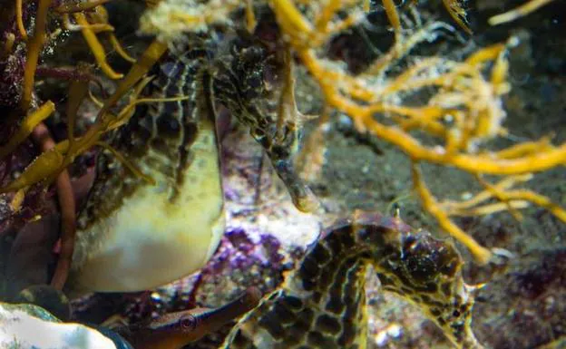 Varios ejemplares de los caballitos de mar que se están criando en Getxo. 