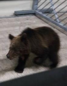 Imagen secundaria 2 - Arriba, los especialistas rescatan al oso de la trampa. Debajo, labores de monitorizacón y el animal en el recinto donde se recupera de sus heridas.