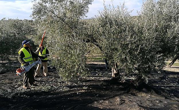 Proceso de vareo y recogida de aceitunas en los terrenos de Casería de Huéllar. Abajo, sus productos. 