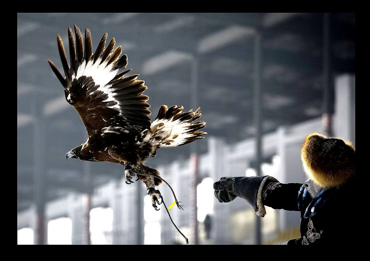 El águila es un animal tan importante en la cultura de Kazajistan que simboliza la libertad y forma parte de su bandera nacional. Con la llegada del frío, la estepa está cubierta de un manto copioso de nieve y las águilas reales vuelan a las órdenes de los cetreros. La cetrería, arte de criar, cuidar y adiestrar águilas, halcones y demás aves que sirvan para la caza es una de las prácticas ancestrales del pueblo kazajo que pasa de generación en generación y constituye una tradición nacional. El hipódromo de Almaty, en el país asiático, es el escenario de la competición de caza a la que pertenecen las imágenes, un tipo de torneo celebrado con el objeto preservar las aves de presa, que se encuentran en peligro de extinción.