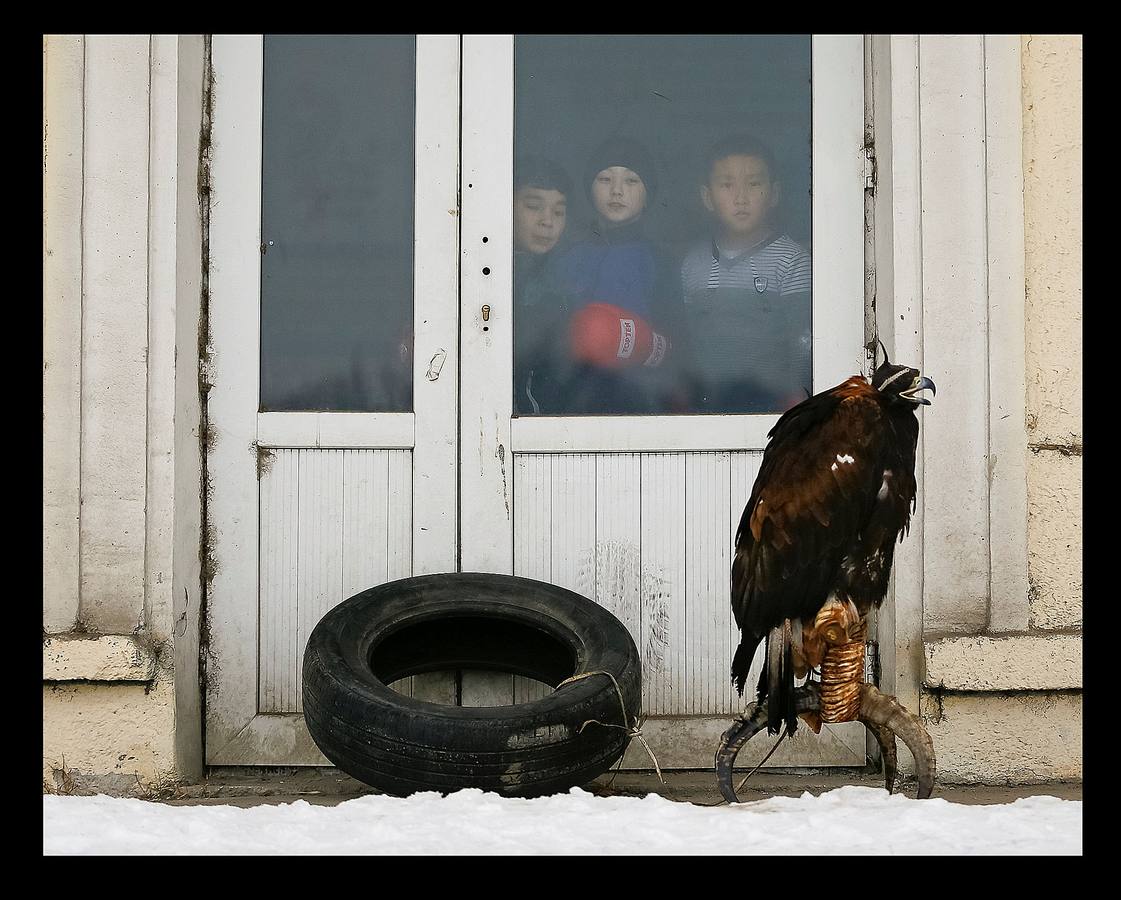 El águila es un animal tan importante en la cultura de Kazajistan que simboliza la libertad y forma parte de su bandera nacional. Con la llegada del frío, la estepa está cubierta de un manto copioso de nieve y las águilas reales vuelan a las órdenes de los cetreros. La cetrería, arte de criar, cuidar y adiestrar águilas, halcones y demás aves que sirvan para la caza es una de las prácticas ancestrales del pueblo kazajo que pasa de generación en generación y constituye una tradición nacional. El hipódromo de Almaty, en el país asiático, es el escenario de la competición de caza a la que pertenecen las imágenes, un tipo de torneo celebrado con el objeto preservar las aves de presa, que se encuentran en peligro de extinción.