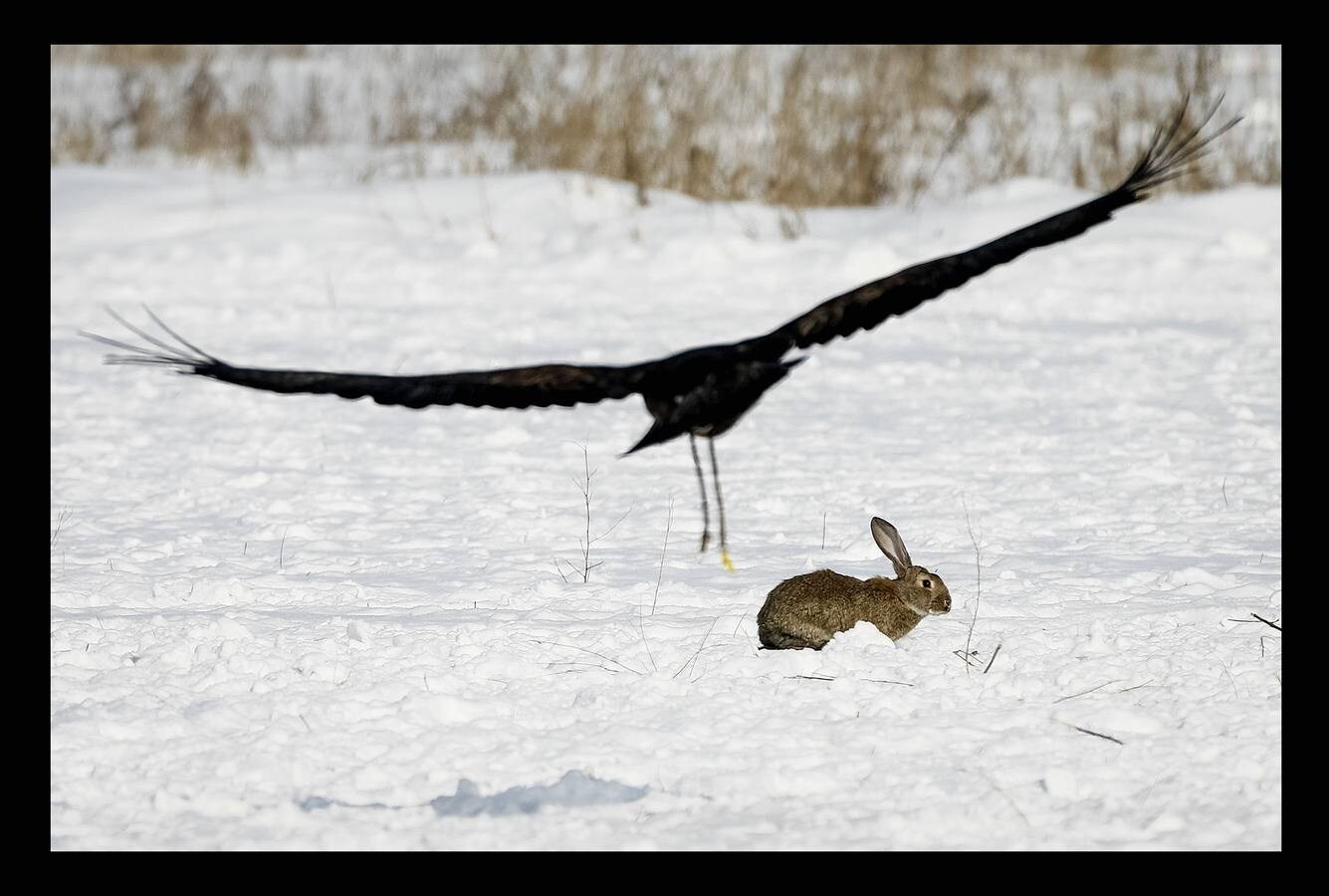 El águila es un animal tan importante en la cultura de Kazajistan que simboliza la libertad y forma parte de su bandera nacional. Con la llegada del frío, la estepa está cubierta de un manto copioso de nieve y las águilas reales vuelan a las órdenes de los cetreros. La cetrería, arte de criar, cuidar y adiestrar águilas, halcones y demás aves que sirvan para la caza es una de las prácticas ancestrales del pueblo kazajo que pasa de generación en generación y constituye una tradición nacional. El hipódromo de Almaty, en el país asiático, es el escenario de la competición de caza a la que pertenecen las imágenes, un tipo de torneo celebrado con el objeto preservar las aves de presa, que se encuentran en peligro de extinción.