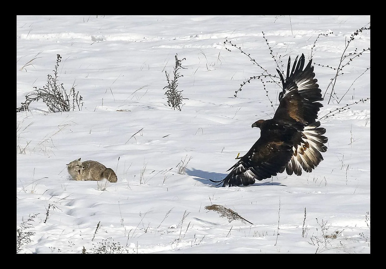 El águila es un animal tan importante en la cultura de Kazajistan que simboliza la libertad y forma parte de su bandera nacional. Con la llegada del frío, la estepa está cubierta de un manto copioso de nieve y las águilas reales vuelan a las órdenes de los cetreros. La cetrería, arte de criar, cuidar y adiestrar águilas, halcones y demás aves que sirvan para la caza es una de las prácticas ancestrales del pueblo kazajo que pasa de generación en generación y constituye una tradición nacional. El hipódromo de Almaty, en el país asiático, es el escenario de la competición de caza a la que pertenecen las imágenes, un tipo de torneo celebrado con el objeto preservar las aves de presa, que se encuentran en peligro de extinción.