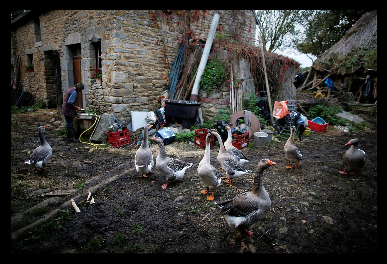 Cuando la maquinaria agrícola revolucionó la agricultura francesa en los años posteriores a la Segunda Guerra Mundial, un joven Jean-Bernard Huon le dio la espalda a la nueva tecnología. Medio siglo después, en su destartalada granja de Riec-sur-Belon, en un rincón del sur de Bretaña, Jean-Bernard -70 años y una barba muy blanca- todavía usa bueyes para arar sus campos, ordeña sus ocho vacas, muele la harina a mano y recoge incansable el estiércol para fertilizar los cultivos que alimentan a su ganado. "Soy un extraño feliz", dice Huon en la granja donde vive sin agua caliente: "Nunca he sido rico, pero ¿qué me importa?".