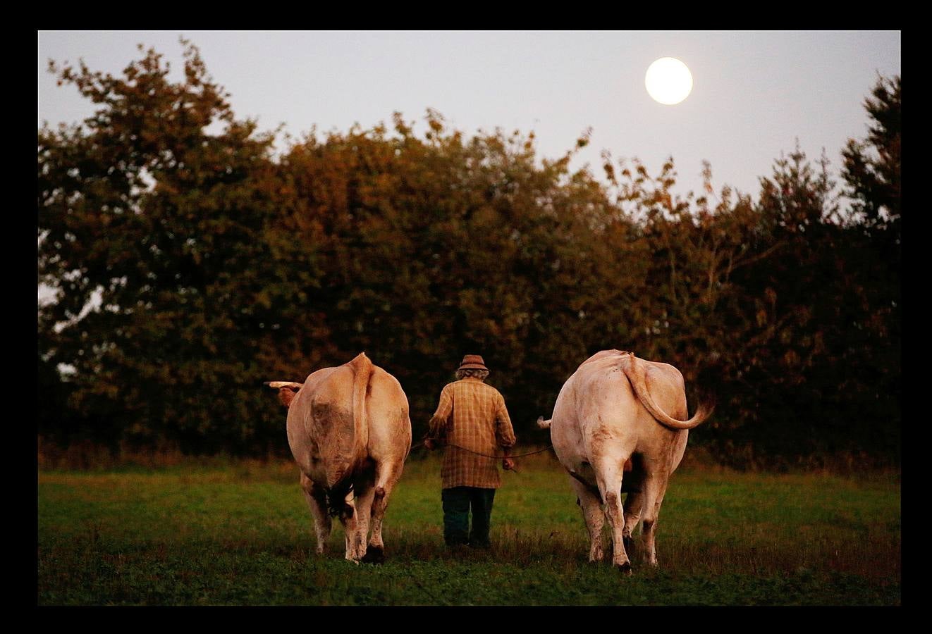 Cuando la maquinaria agrícola revolucionó la agricultura francesa en los años posteriores a la Segunda Guerra Mundial, un joven Jean-Bernard Huon le dio la espalda a la nueva tecnología. Medio siglo después, en su destartalada granja de Riec-sur-Belon, en un rincón del sur de Bretaña, Jean-Bernard -70 años y una barba muy blanca- todavía usa bueyes para arar sus campos, ordeña sus ocho vacas, muele la harina a mano y recoge incansable el estiércol para fertilizar los cultivos que alimentan a su ganado. "Soy un extraño feliz", dice Huon en la granja donde vive sin agua caliente: "Nunca he sido rico, pero ¿qué me importa?".