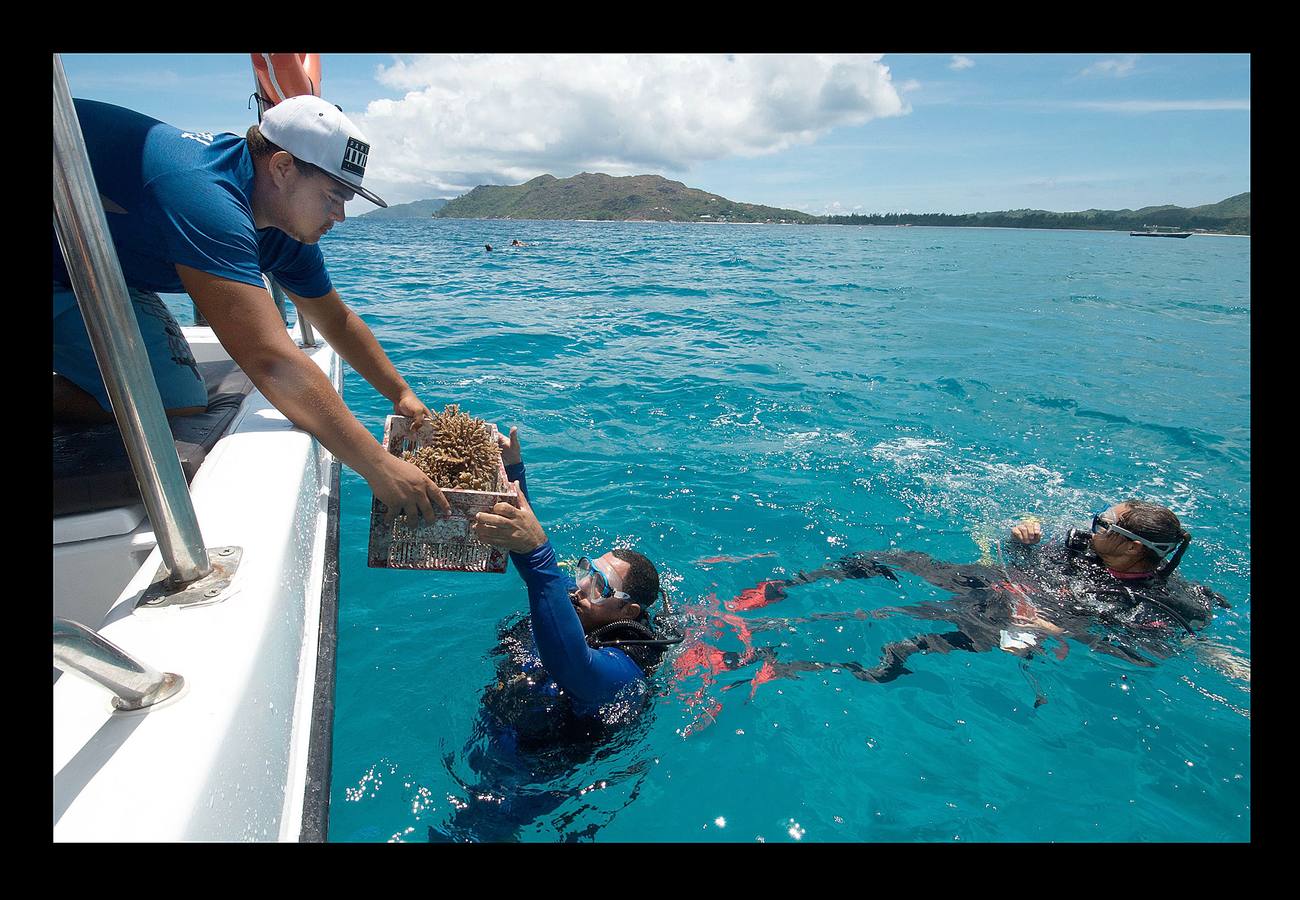 Las islas Seychelles son un paraíso. Corales, atolones, aves, cetáceos, bosques tropicales, playas rodeadas de vegetación y palmeras, arena blanca coralina. La naturaleza ha sido generosa con este archipiélago de colorido impresionante, situado en el Océano Índico, frente a la costa de Kenia, que el gobierno se siente obligado a preservar. Hace unos días se anunció la creación de un área marina protegida de más de 200.000 kilómetros cuadrados en torno al archipiélago -equivalente a la mitad del Mar Negro-, destinada a proteger el mar y la economía isleñas, que depende en buena medida de la pesca y el turismo.