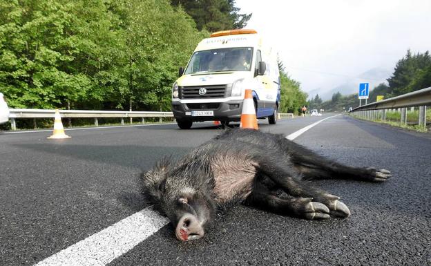 Un jabalí yace muerto en medio de la carretera tras ser atropellado por un vehículo.
