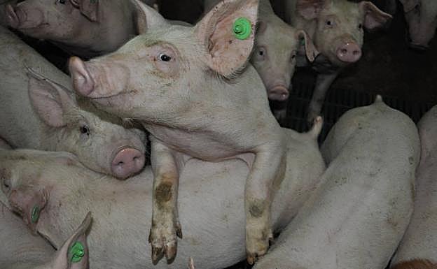 El suculento negocio del cerdo