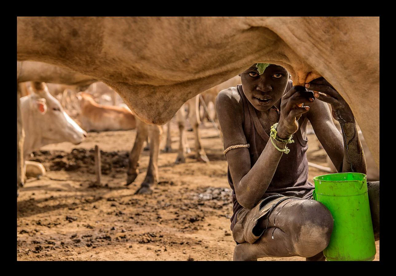 Cuando un varón de la tribu Dinka alcanza la pubertad debe sacrificar un toro. A partir de ese momento, el joven añade a su nombre el color del pelaje de la res, que lo acompañará para siempre. Los Dinka, más de un millón de personas, son la etnia mayoritaria en Sudán del Sur, casi un 70 por ciento, según estimaciones, y son considerados los primeros pobladores esa región, en las orillas del Nilo, donde se establecieron en el siglo X. Para un dinka la posesión más preciada es el ganado bovino, ya que del número de animales que posea dependerá su prestigio social, su riqueza y hasta sus posibilidades de contraer matrimonio. Toda su vida gira y depende de las vacas: beben su leche, usan sus pieles y se arreglan el pelo con su orina y estiércol para lograr que tome un tono rojizo, característico de la belleza de esta etnia.