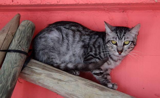 Los gatos son algunos de los animales que residen en el Centro de Protección Animal de Vitoria.
